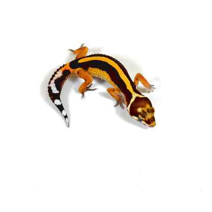2026 Tangerine Tremper Bold Stripe