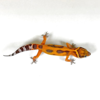 *PET ONLY* Tangerine Tremper Albino