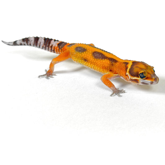 *PET ONLY* Tangerine Tremper Albino