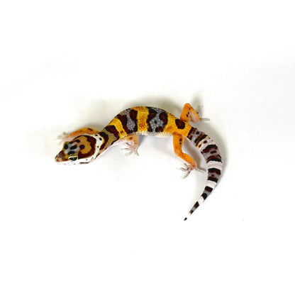 2026 Joker Bengal Cross