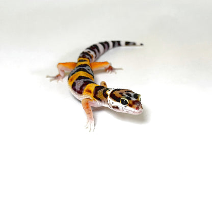 2026 Joker Bengal Cross