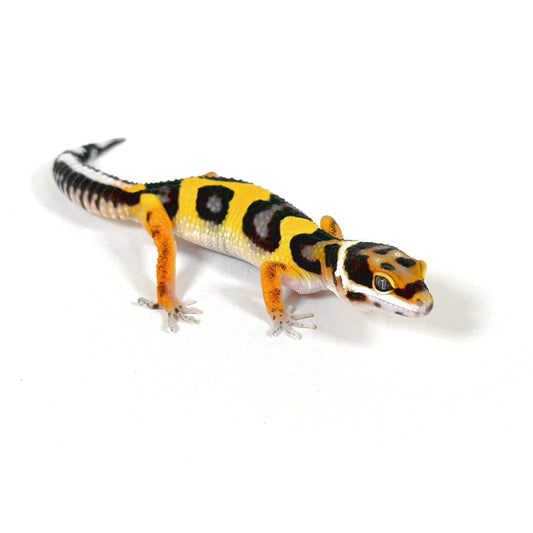 2026 Joker Cross het Tremper Albino