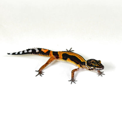 2026 Joker/Black Knight Cross