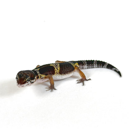 2026 Akoya (Black Knight X Black Pearl)