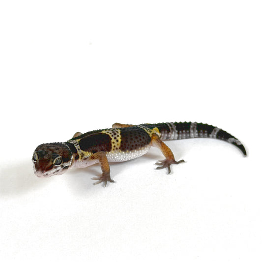 2026 Akoya (Black Knight X Black Pearl)