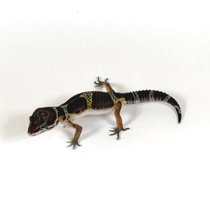2026 Akoya (Black Knight X Black Pearl)
