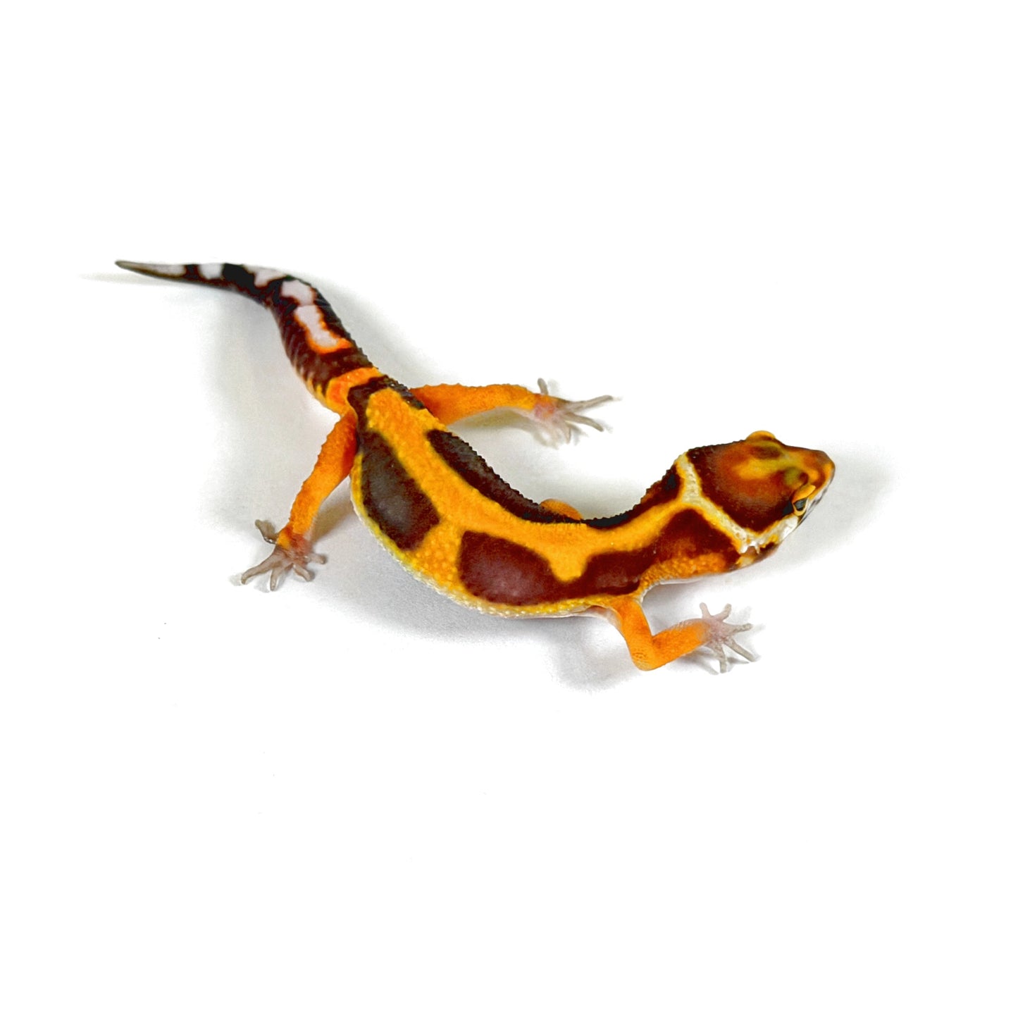 2026 Tangerine Tremper