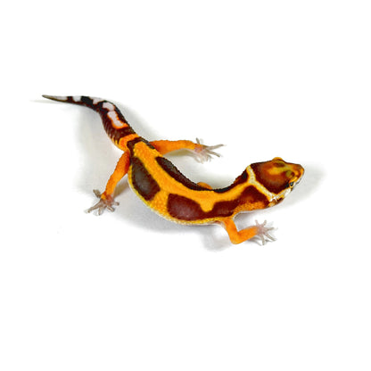 2026 Tangerine Tremper