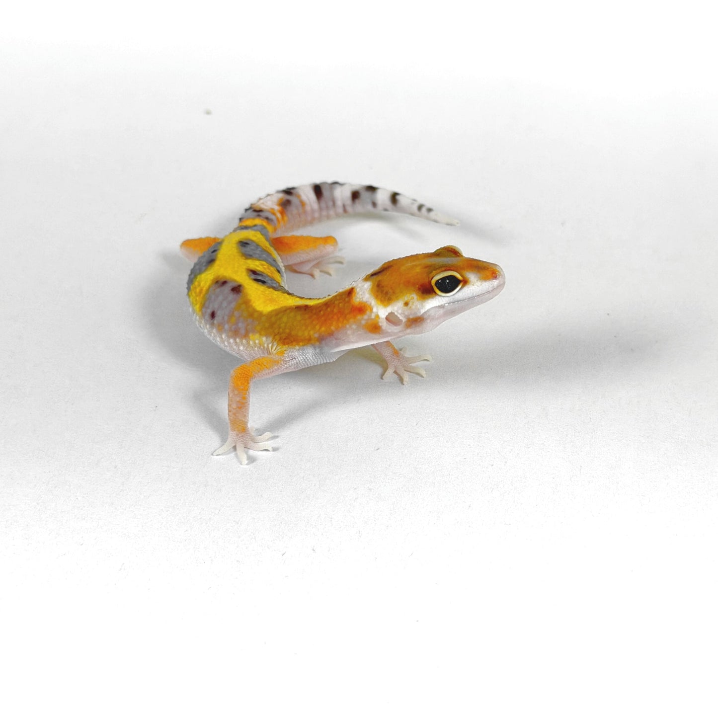 2026 W&Y Joker Bengal Cross