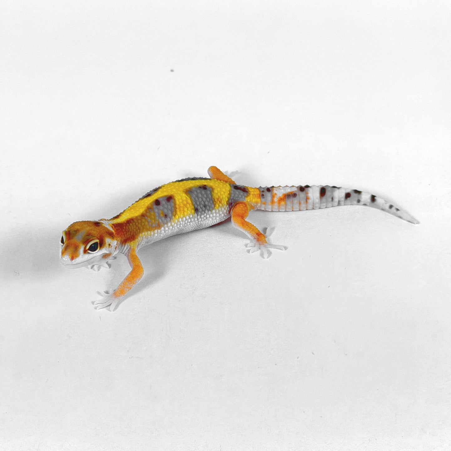 2026 W&Y Joker Bengal Cross