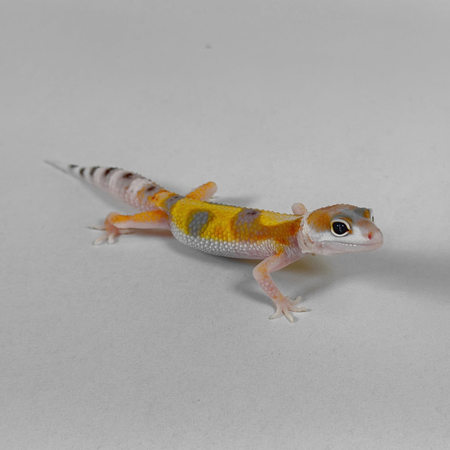 2026 W&Y Joker Bengal Cross