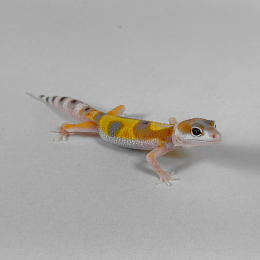 2026 W&Y Joker Bengal Cross