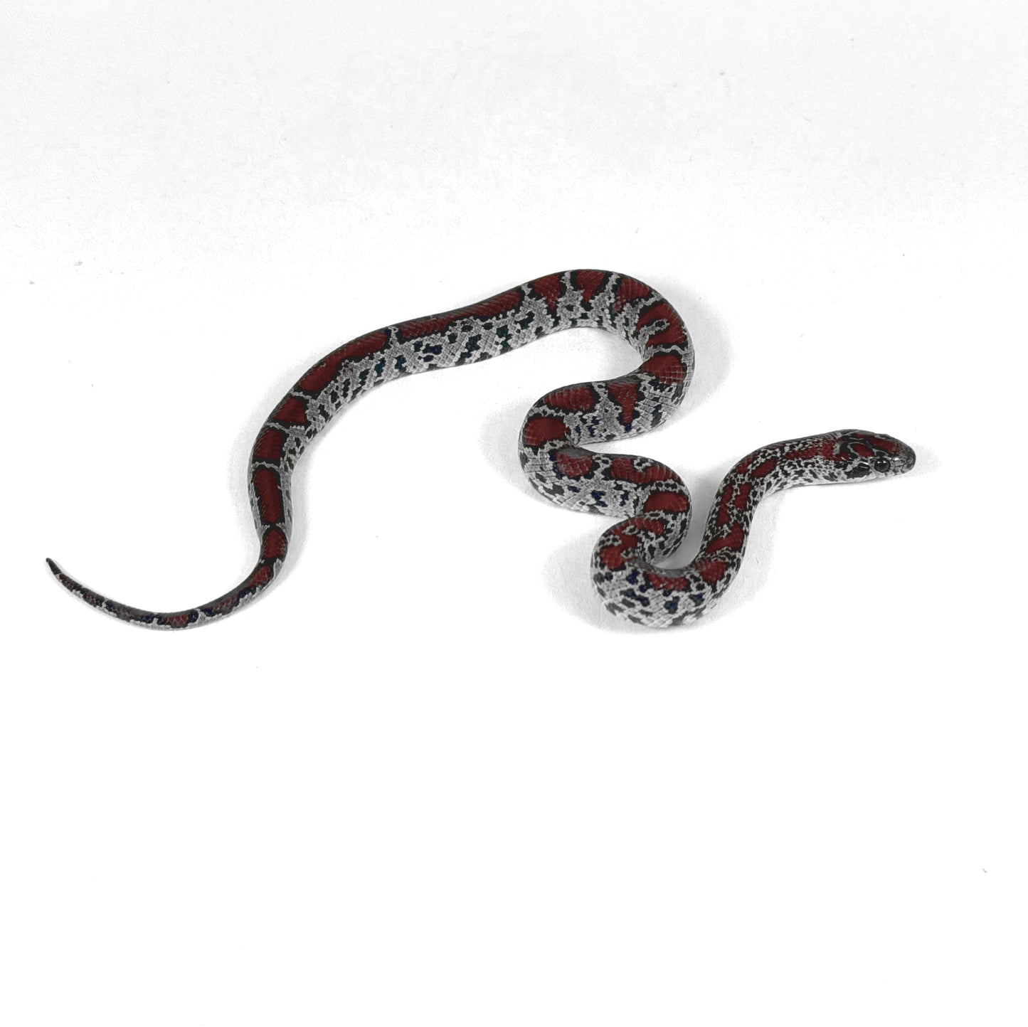 2026 Female Mex Mex Kingsnake