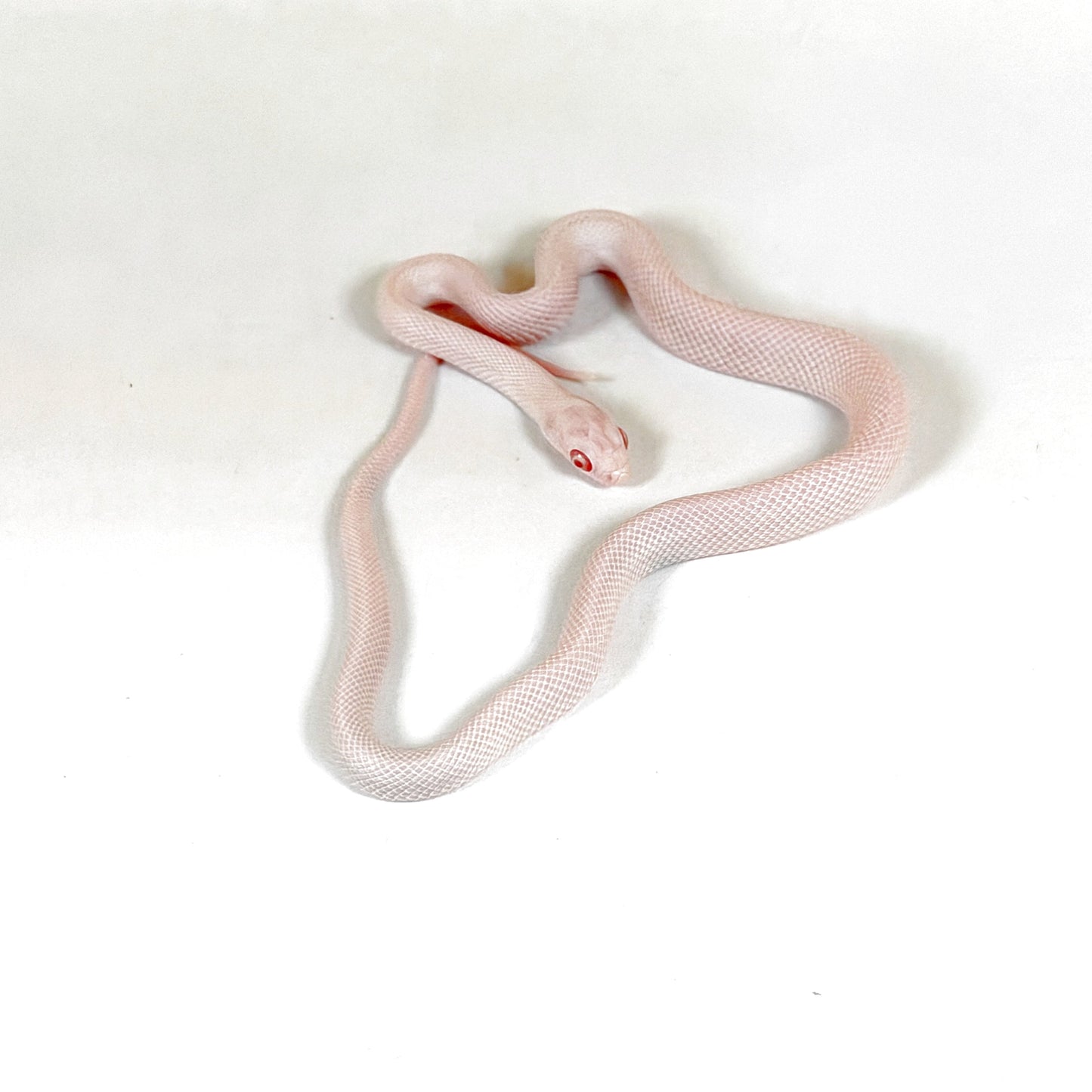 2026 Male Snow or Blizzard Palmetto possible Tessera Pos het Hypo and Anery or Charcoal