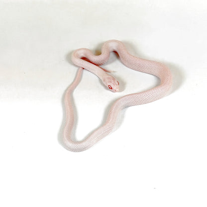2026 Male Snow or Blizzard Palmetto possible Tessera Pos het Hypo and Anery or Charcoal