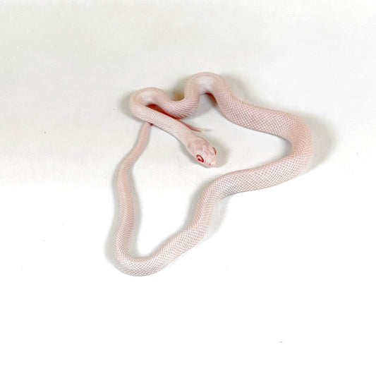 2026 Male Snow or Blizzard Palmetto possible Tessera Pos het Hypo and Anery or Charcoal