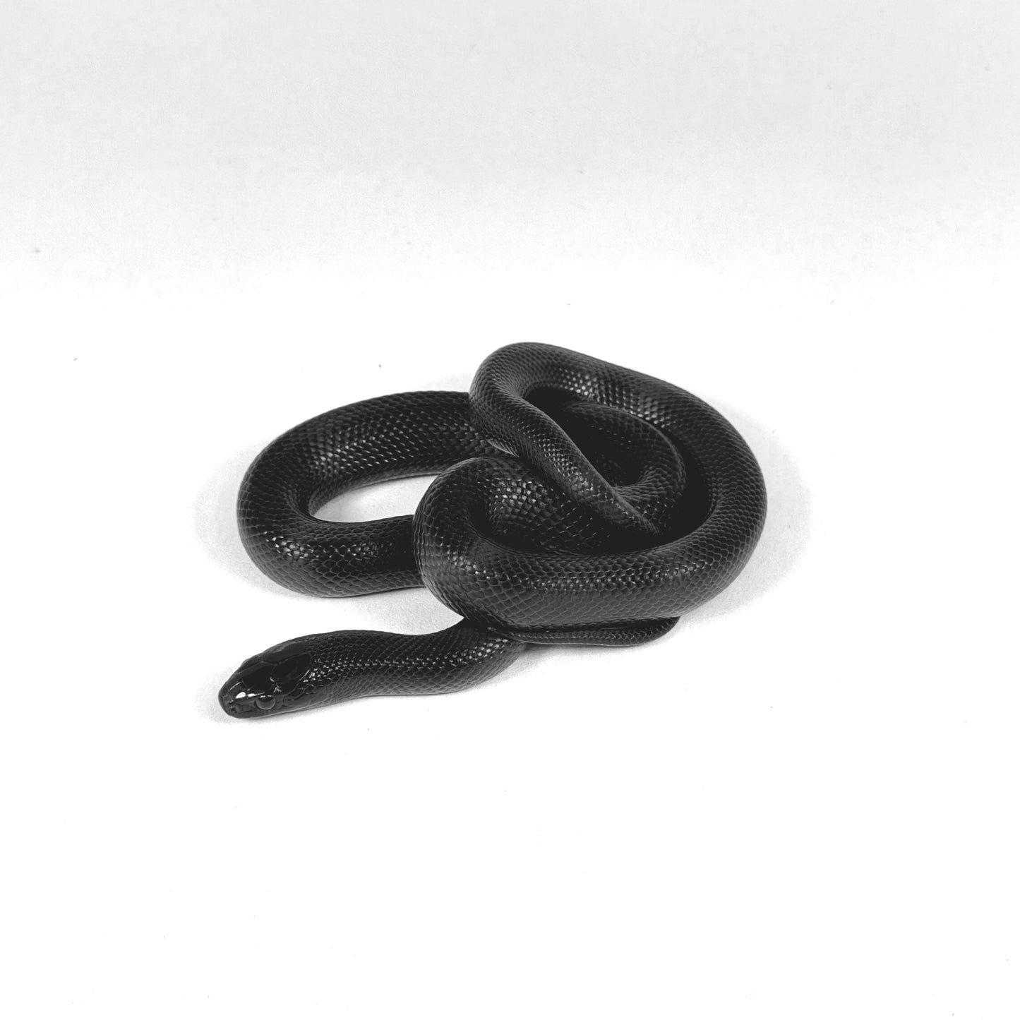 2026 Male Mexican Black Kingsnake