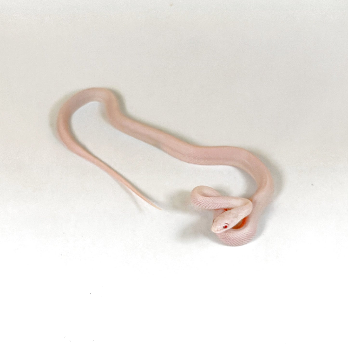 2026 Female Snow or Blizzard Palmetto possible Tessera pos het Hypo and Anery or Charcoal
