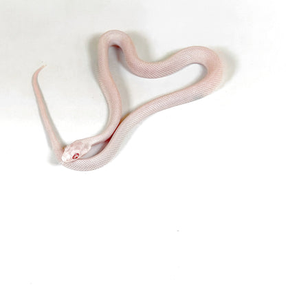 2026 Male Snow or Blizzard Palmetto possible Tessera Pos het Hypo and Anery or Charcoal