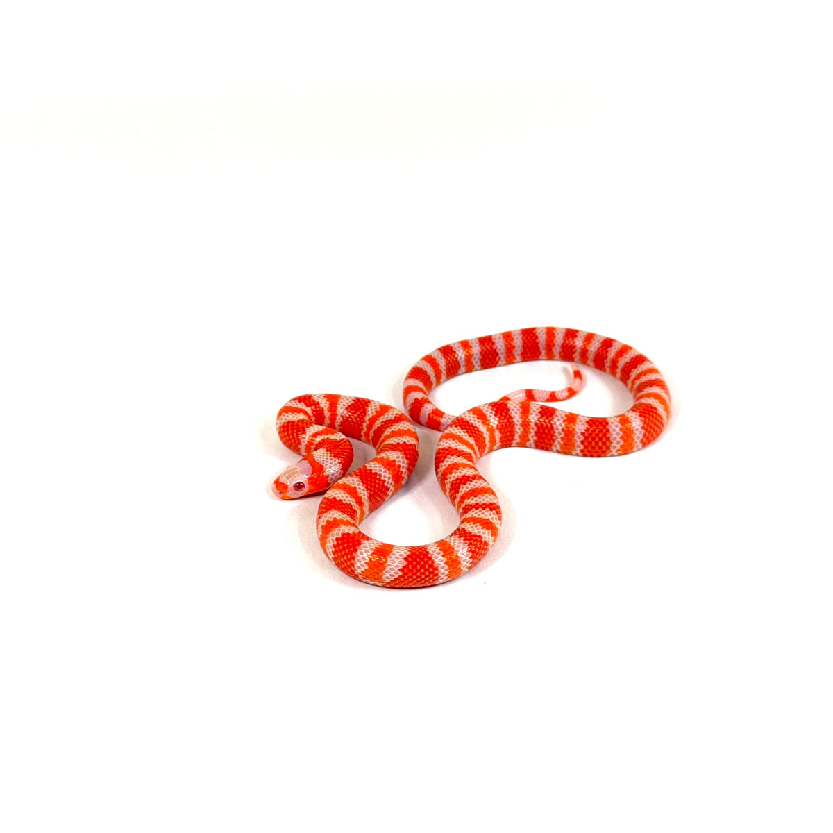 2026 Female Tangerine Albino het Anery Honduran Milk Snake