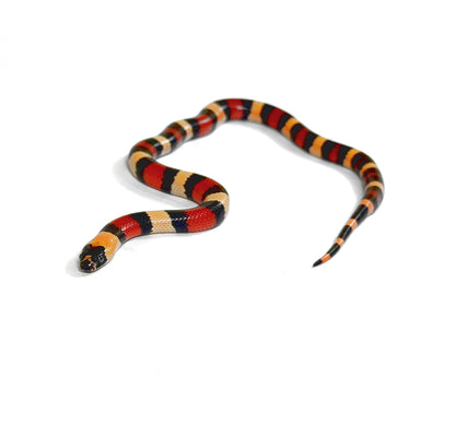 2026 Male Apricot 100% het Albino Pueblan Milk