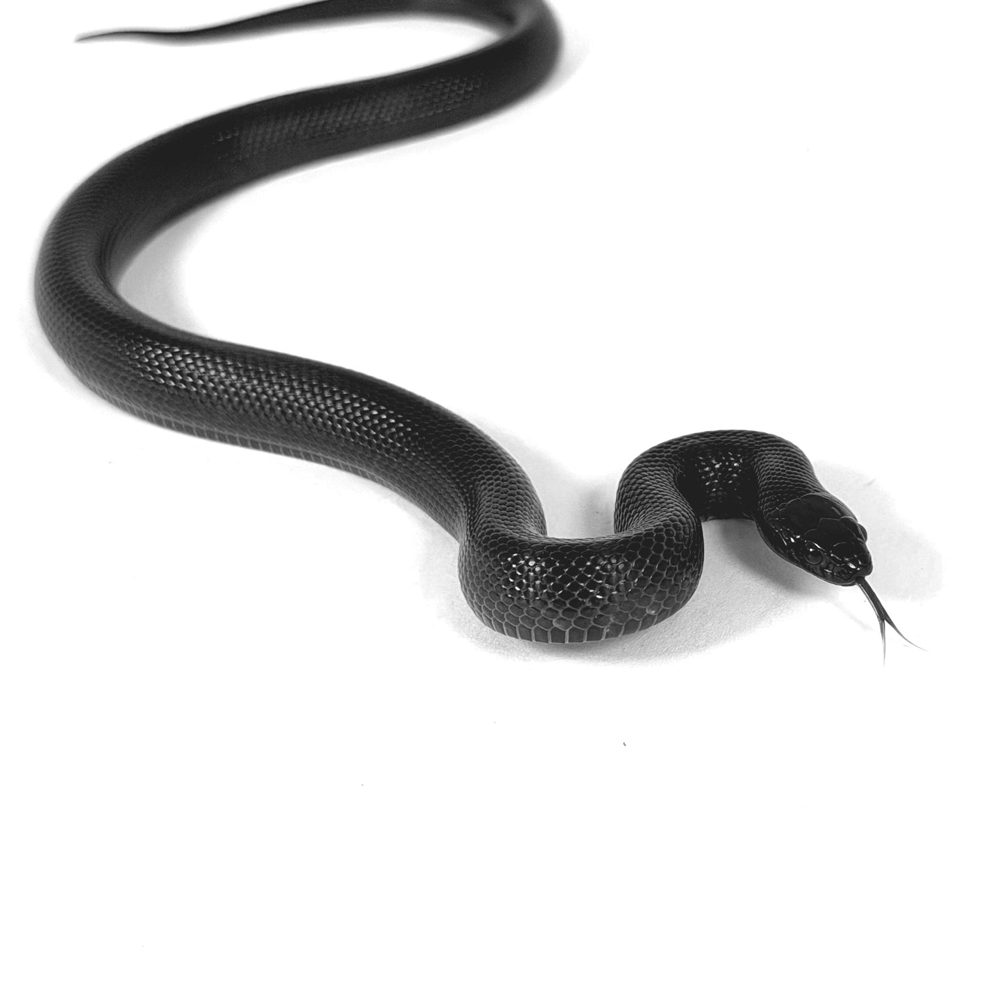 2026 Female Mexican Black Snake