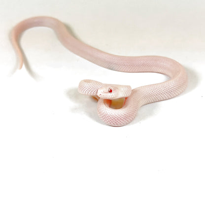 2026 Female Snow or Blizzard Palmetto possible Tessera pos het Hypo and Anery or Charcoal