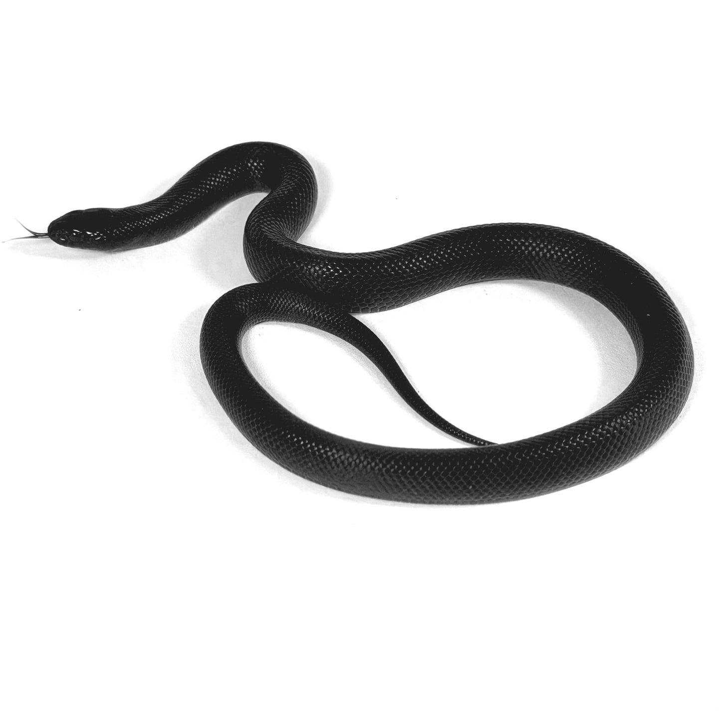 2026 Female Mexican Black Snake