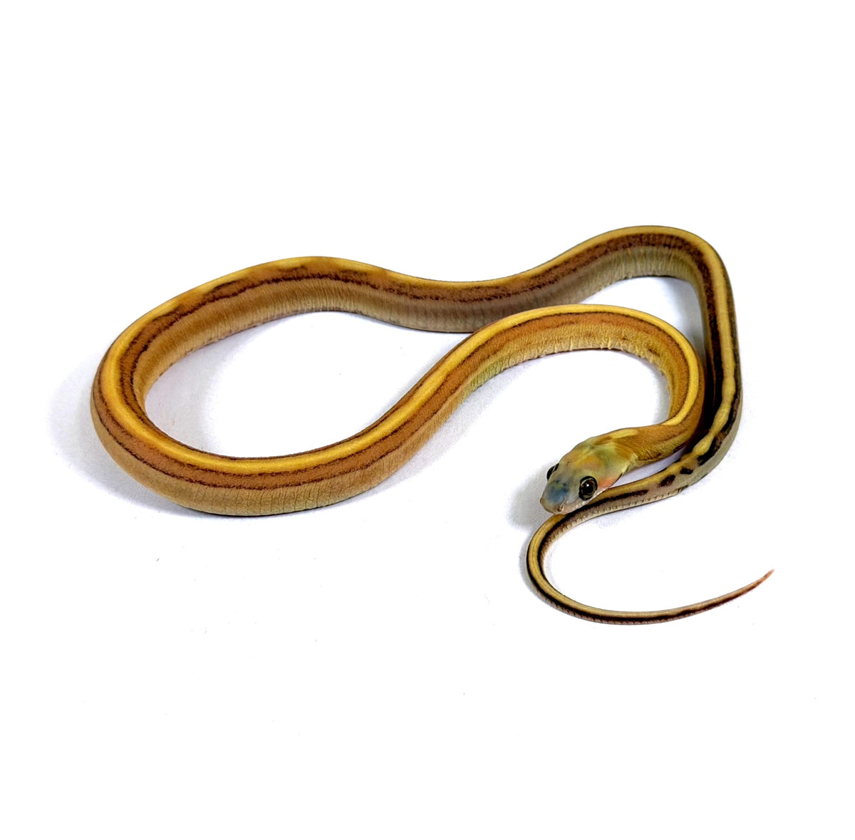 2026 Male Caramel Motley Scaleless het Amel pos het Anery Corn Snake
