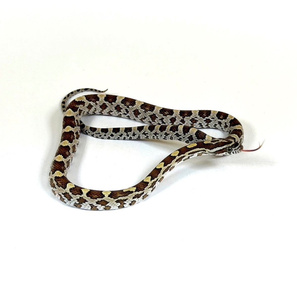 2026 Male Caramel TH Amel Motley Scaleless pos het Anery Corn Snake