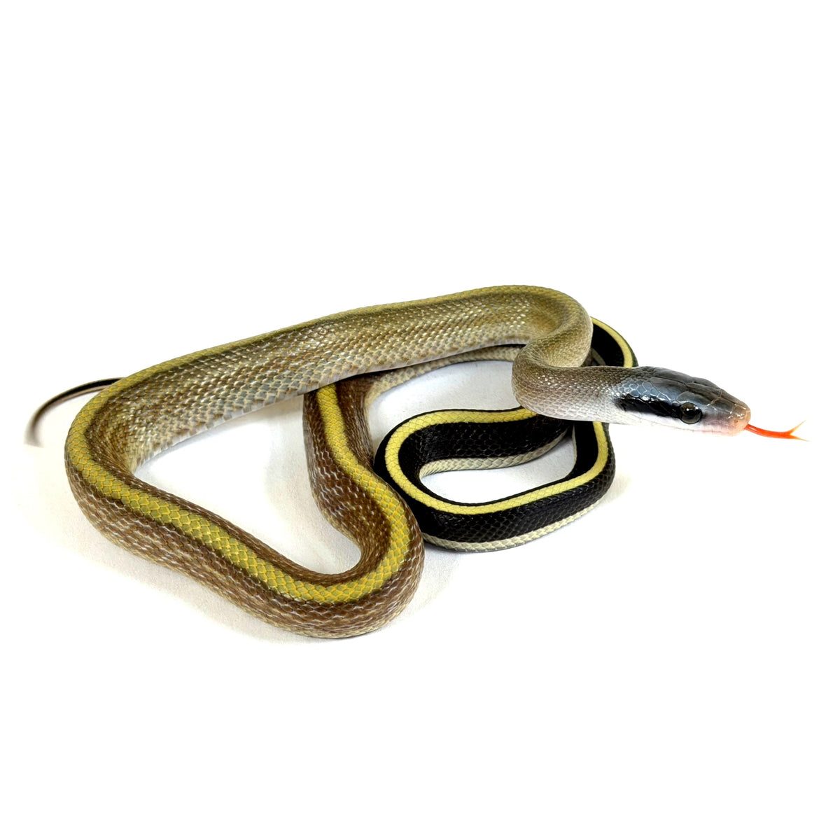 2026 Male Highland Cave Dwelling Rat Snake