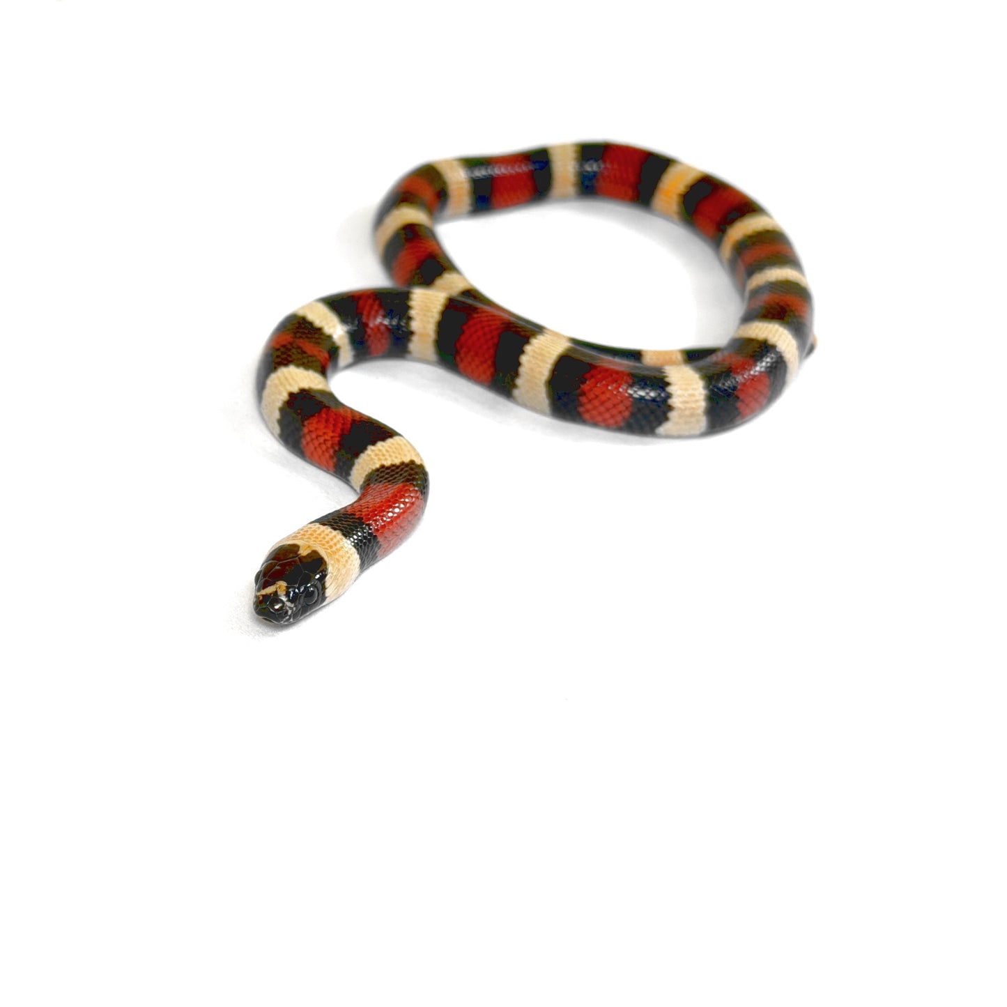 2026 Female Apricot 100% het Albino Pueblan Milk