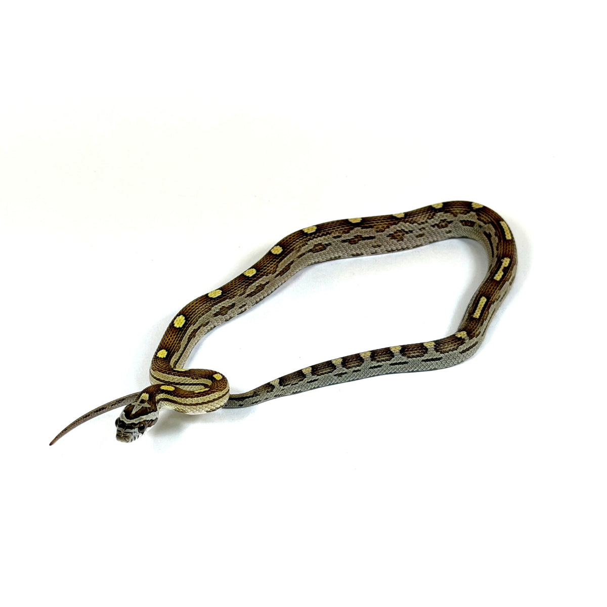2026 Male Caramel Motley het Scaleless pos DH Snow Corn Snake