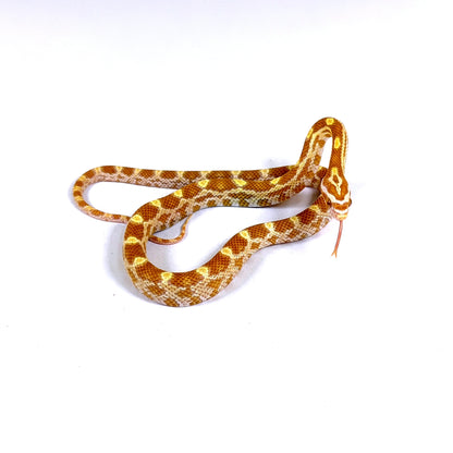2026 Male Butter het Scaleless pos het Anery Motley