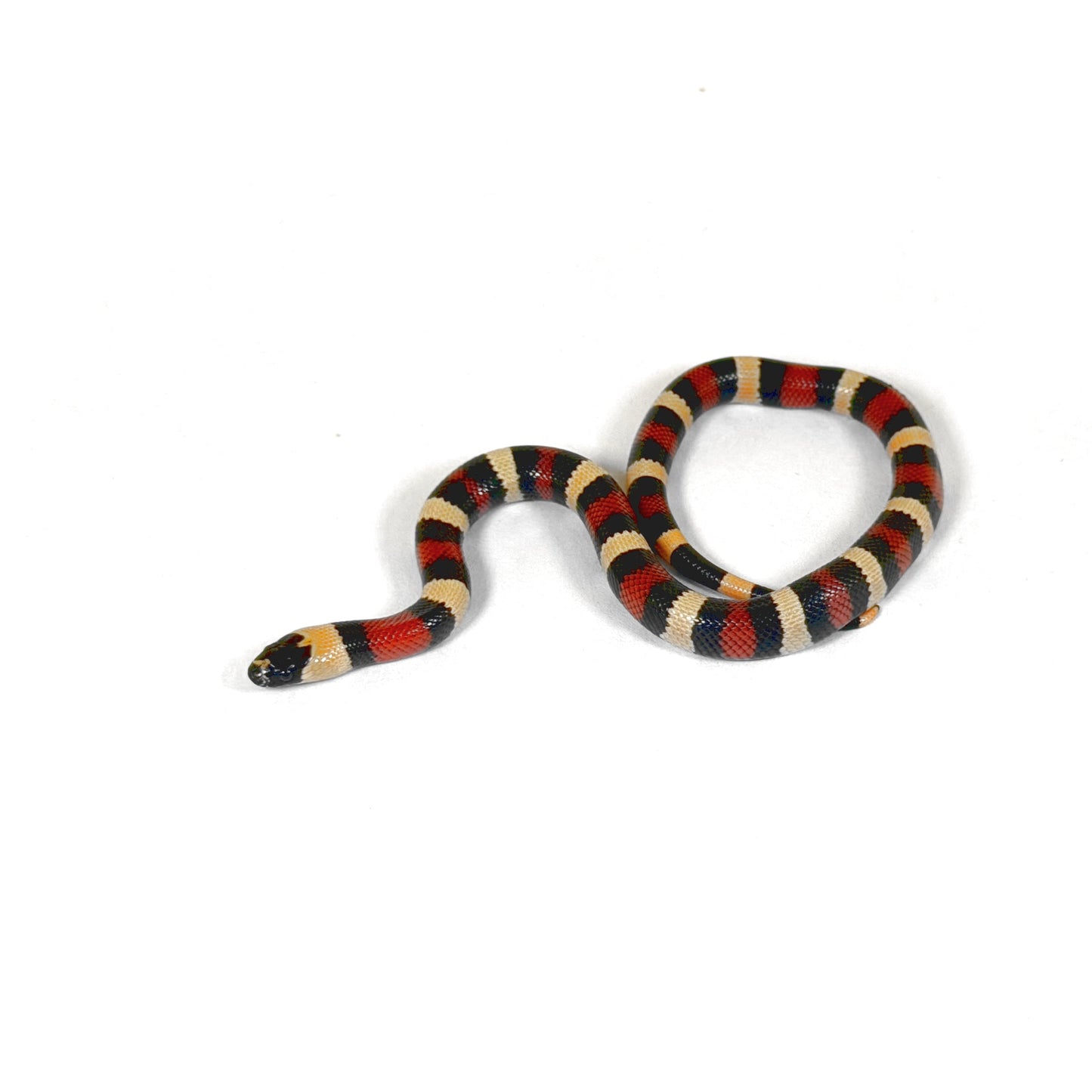 2026 Female Apricot 100% het Albino Pueblan Milk