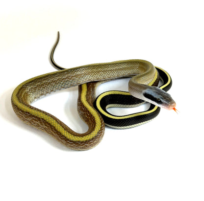 2026 Male Highland Cave Dwelling Rat Snake