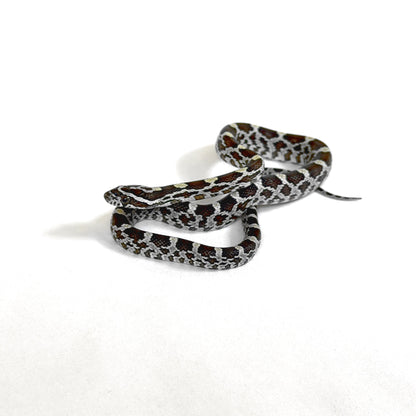 2026 Female Anery Caramel het Scaleless pos het Amel Motley