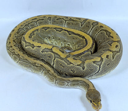 2017 Female Proven Chocolate Pinstripe Orange Ghost (Hypo)