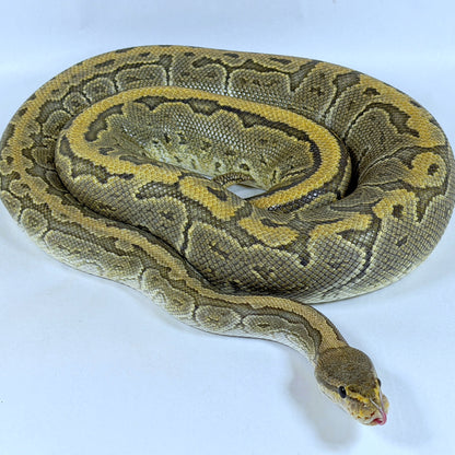 2017 Female Proven Chocolate Pinstripe Orange Ghost (Hypo)