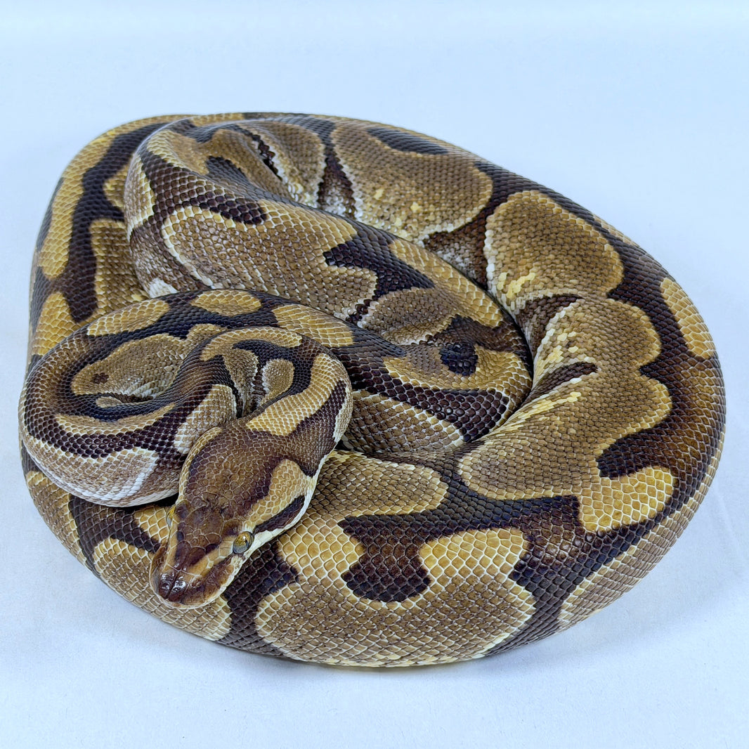Ball Pythons – Brass Man Reptiles