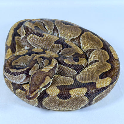 2020 Proven Female Enchi Het Clown