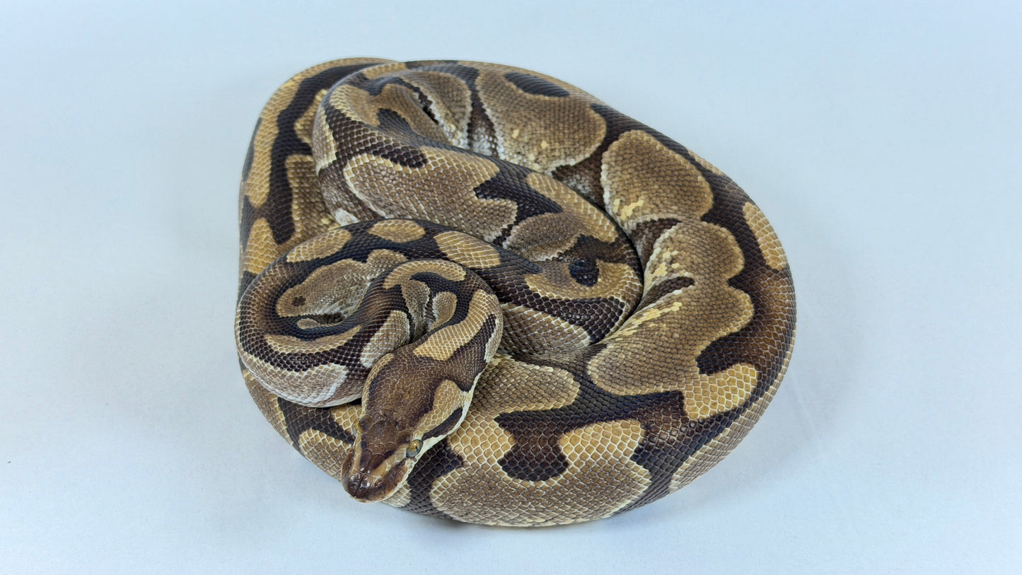 2020 Proven Female Enchi Het Clown