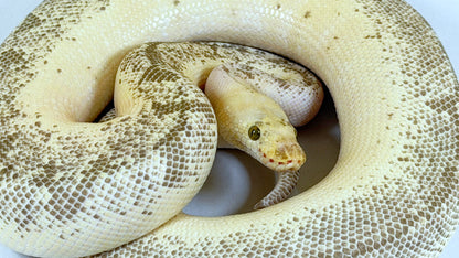 2020 Proven Male Spinner Blast Lucifer OD (pos YB) Clown het Desert Ghost