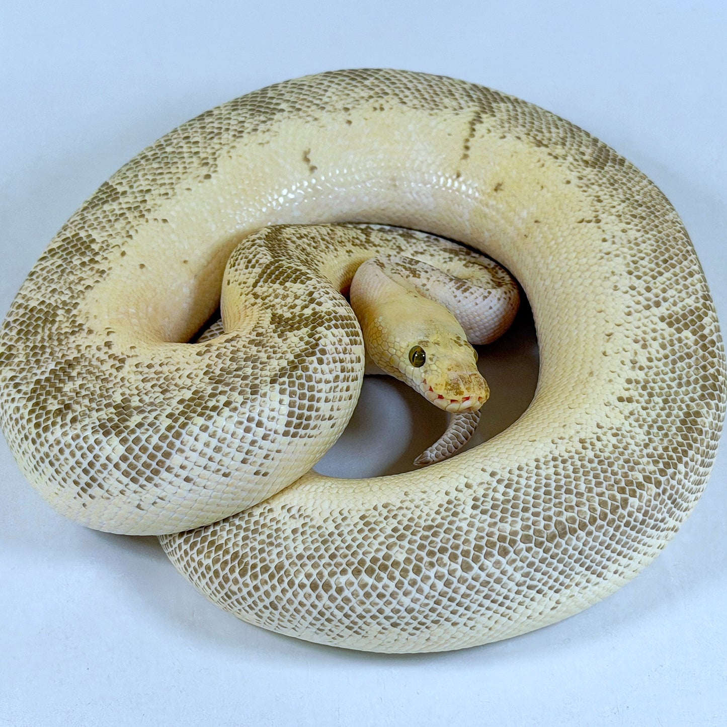 2020 Proven Male Spinner Blast Lucifer OD (pos YB) Clown het Desert Ghost