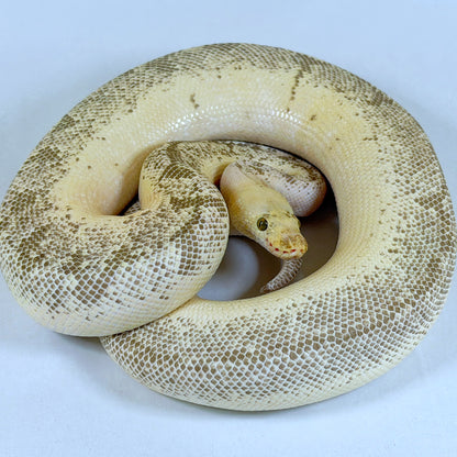 2020 Proven Male Spinner Blast Lucifer OD (pos YB) Clown het Desert Ghost