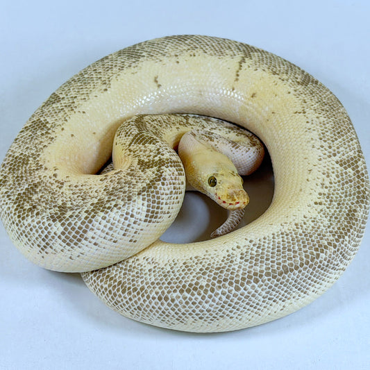 2020 Proven Male Spinner Blast Lucifer OD (pos YB) Clown het Desert Ghost