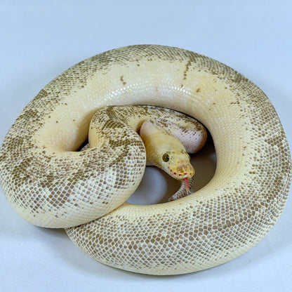 2020 Proven Male Spinner Blast Lucifer OD (pos YB) Clown het Desert Ghost