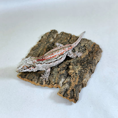 Adult Female Red Stripe Gargoyle Gecko