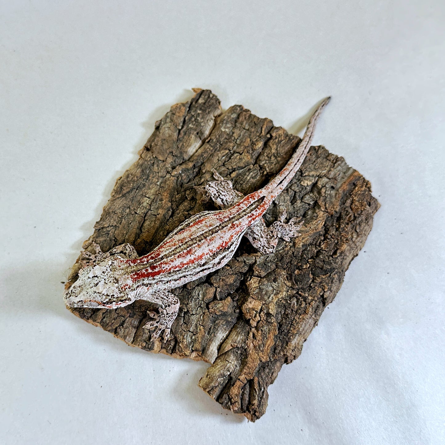 Adult Female Red Stripe Gargoyle Gecko