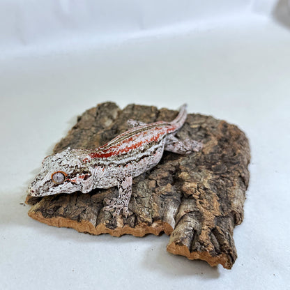 Adult Female Red Stripe Gargoyle Gecko